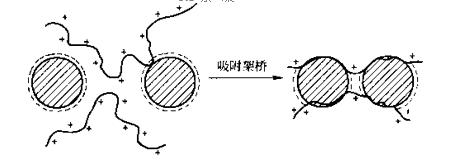 圖6-21高分子量陽離子型聚合物的吸附架橋